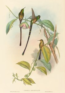 Leszbia Amarillisz