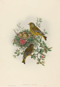 Ligurinus chloris (zöldpinty)