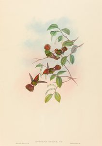 Spangled Coquette alkotó: John Gould and H.C. Richter