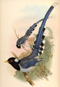 Sárgacsőrű kék szarka Urocissa flavirostris (Blyth) alkotó: John Gould and Henry C. Richter