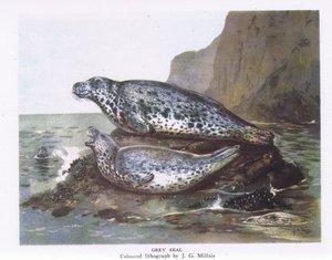 Gray Seals, Nature in Britain, Collins, 1946