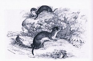 Studies of Badgers, Nature in Britain, Collins