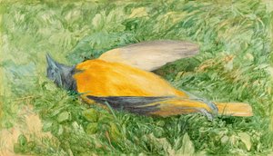 Golden Robin (északvirág)