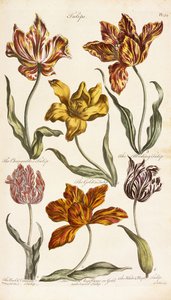 Tulipán, 1842