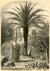 „Scene in St. Augustine – The Date Palm”, 1872.