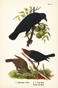 amerikai varjú, Corvus brachyrhynchos 1 és barna fejű tehénmadár, Molothrus ater, nőstény 2 és hím 3