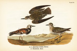 Amerikai aranylile, Pluvialis dominica 1,2, és vöröses forgókő, Arenaria interpres turnstone 3 alkotó: John James (after) Audubon