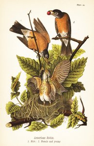 Amerikai vörösbegy, Turdus migratorius, hím 1, nőstény 2 és fióka fészekben