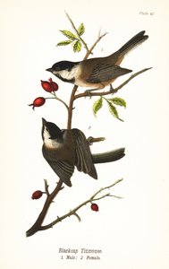 Fekete sapkás csirke, Poecile atricapillus