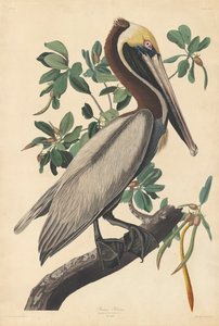 Barna Pelikán alkotó: John James (after) Audubon