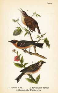 Karolina ürge, Thryothorus ludovicianus 1, öblös poszáta, Setophaga castanea 2, gesztenyeszárnyú poszáta, Setophaga pensylvanica 3