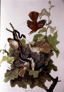 Ferruginous Thrush, a "Birds of America"-ból, metszett: Robert Havell (1793-1878) (színes metszet)