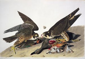  alkotó: John James (after) Audubon
