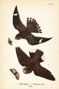 Éjszakai sólyom, Chordeles minor 1 és keleti ostorszegény-akarat, Antrostomus vociferus, ostorszegény-akarat 2, hímek