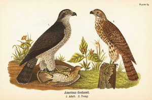 Északi lidérc, Accipiter gentilis, amerikai lidérc, kifejlett zsákmány 1, fiatal 2