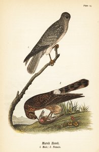Északi rétisas, Circus hudsonius alkotó: John James (after) Audubon