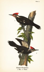 Cölöpfakopáncs, Dryocopus pileatus, hím 1, nőstény 2 alkotó: John James (after) Audubon