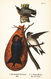 Vörösmellű dió, Sitta canadensis, hím 1 és lila martin, Progne subis, hím 2 és nőstény 3 alkotó: John James (after) Audubon