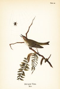 Vörös szemű vireo, Vireo olivaceus, hím