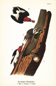 Vörösfejű harkály, Melanerpes erythrocephalus, hím 1, nőstény 2, fiatal 3