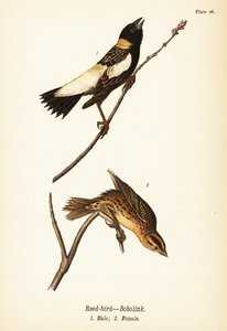 Nádmadár vagy bobolink, Dolichonyx oryzivorus, hím 1, nőstény 2