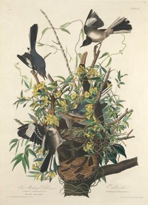 A gúnyos madár alkotó: John James (after) Audubon