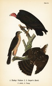Pulykakeselyű, Cathartes aura 1, és Cooper sólyom, Accipiter cooperii, felnőtt 2, fiatal 3