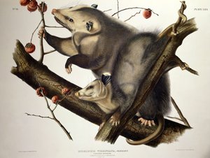 Virginian Opossum, az „Amerika négylábúiból”, John T. Bowen (1801-c.56) metszet, 1845 (színes metszet) alkotó: John James (after) Audubon