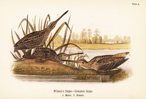 Wilson szalonka vagy közönséges szalonka, Gallinago delicata, hímek 1, nőstények 2 alkotó: John James (after) Audubon