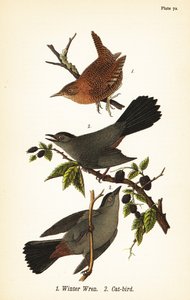 Téli üröm, Troglodytes hiemalis 1 és szürke macskamadár, Dumetella carolinensis macskamadár 2 alkotó: John James (after) Audubon
