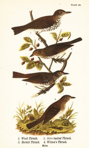 Erdei rigó, Hylocichia mustelina 1, Swainson-rigó, Catharus ustulatus 2, olajbogyó-hátú rigó vagy remeterigó, Catharus guttatus 3 és sárgarigó vagy Wilson-rigó, Catharus fuscescens 4