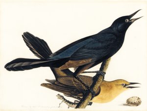 Egy pár csónakfarkú markolat alkotó: John James Audubon