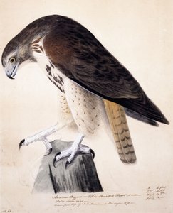 amerikai ölyv vagy fehérmellű sólyom, alkotó: John James Audubon