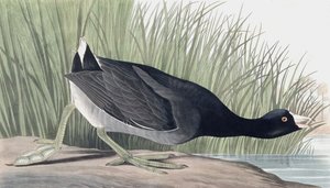 American Coot, Fulica Americana, a "The Birds of America"-ból, John J. Audubon, pub. 1827-38 alkotó: John James Audubon