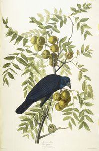 American Crow, 1833 alkotó: John James Audubon