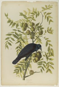 American Crow, nyomta Julien Bien és adta ki Roe Lockwood & Son, 1861 (kromolitográfia) alkotó: John James Audubon