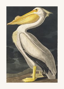 Amerikai fehér pelikán a *Birds of America* (1827) című műből alkotó: John James Audubon