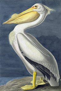 Amerikai fehér pelikán, Pelecanus Erythrorhynchos, a "The Birds of America" című filmből, John J. Audubon, pub. 1827-38 alkotó: John James Audubon