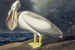 Amerikai fehér pelikán, Pelecanus Erythrorhynchos, a "The Birds of America" című filmből, John J. Audubon, pub. 1827-38 alkotó: John James Audubon