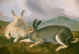Arctic Hare, 1841 körül (toll és fekete tinta akvarellel és olajfestékkel papíron) alkotó: John James Audubon