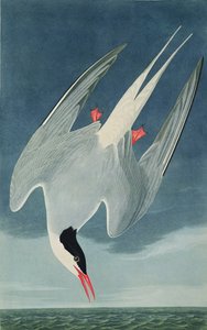 Sarkvidéki csér, a „Birds of America”-ból, Robert Havell (1793-1878) metszete, 1835-ben megjelent
