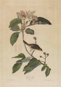  alkotó: John James Audubon