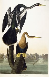 Feketehasú Darter, 1836 alkotó: John James Audubon