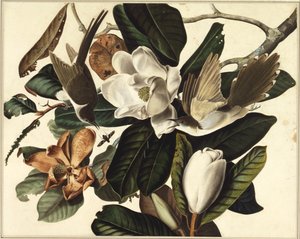 Feketecsőrű kakukk, 1822 (wc és grafit papíron) alkotó: John James Audubon