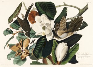 Fekete csőrű kakukk a *Birds of America* (1827) című műből alkotó: John James Audubon