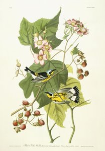Fekete-sárga poszcsa és virágzó málna, 1826-1838 körül alkotó: John James Audubon