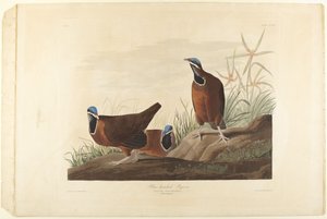  alkotó: John James Audubon