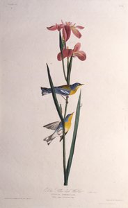 Kék Sárgahátú poszáta. Az Amerika madaraiból, 1827-1838. alkotó: John James Audubon