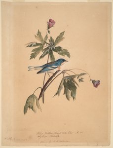 Kék-sárga háti poszáta alkotó: John James Audubon
