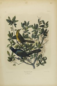 Boat-tailed Grackle, Julien Bien nyomta és Roe Lockwood & Son adta ki, 1861 (kromolitográfia) alkotó: John James Audubon